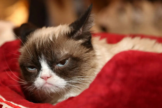 Grumpy-faced cat with striking blue eyes laying in a red blanket.